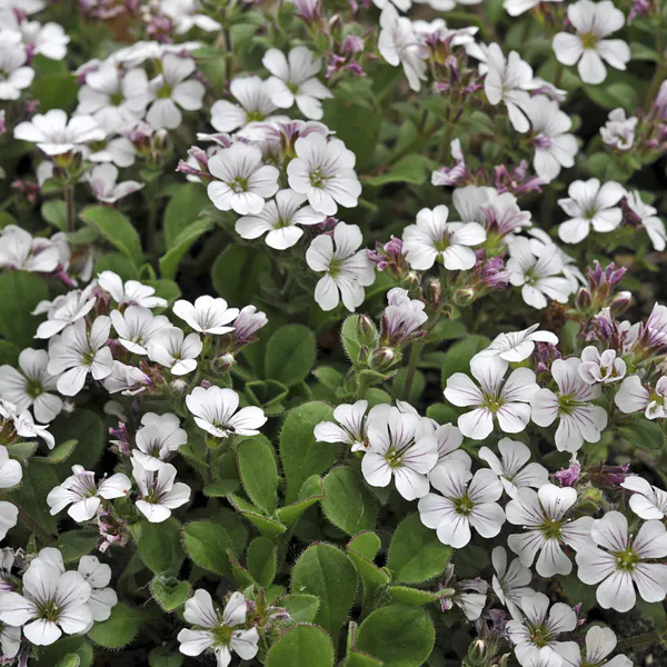 Hovedbilde Gypsophila verastioides -Frø- Krypslør 