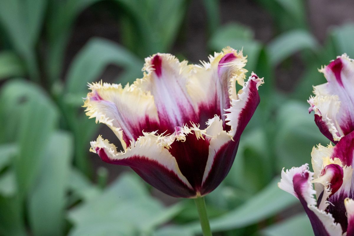 Tulipan Gavota Special - 5 løk