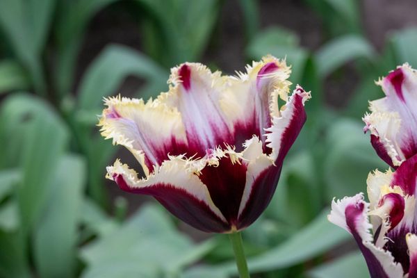 Hovedbilde Tulipan Gavota Special - 5 løk