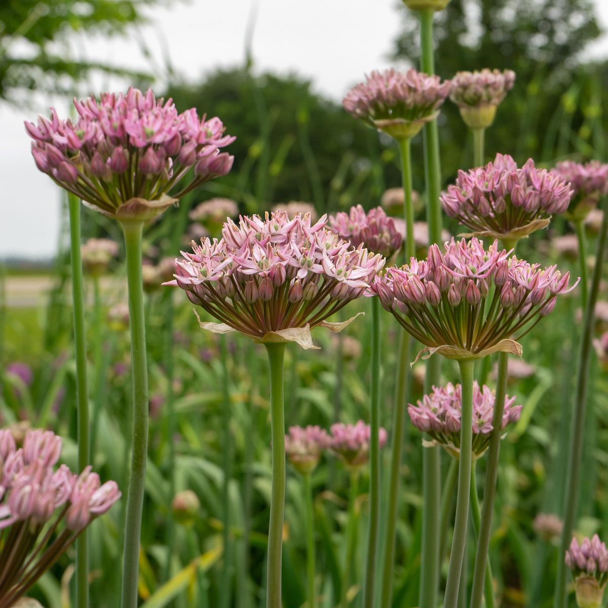 Allium Pink Jewel - 2 løk