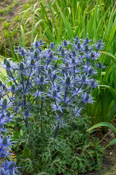 Hovedbilde Eryngium olivierianum Big Blue. Hagestikle - 1 ...