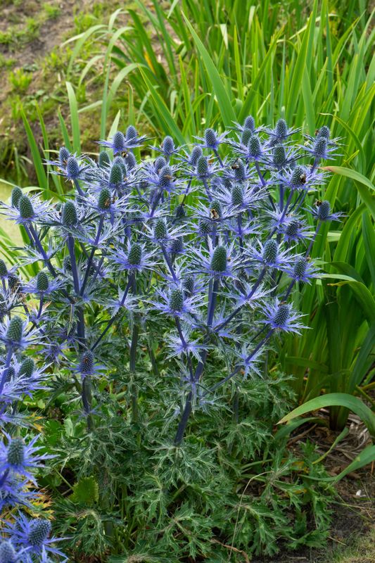 Eryngium olivierianum Big Blue. Hagestikle - 1 rot