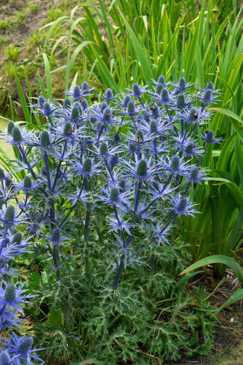 Eryngium olivierianum Big Blue. Hagestikle - 1 rot