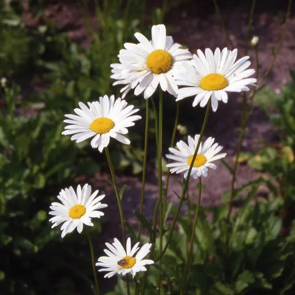 Hovedbilde Chrysanthemum leucanthemum May Queen -Frø- ...