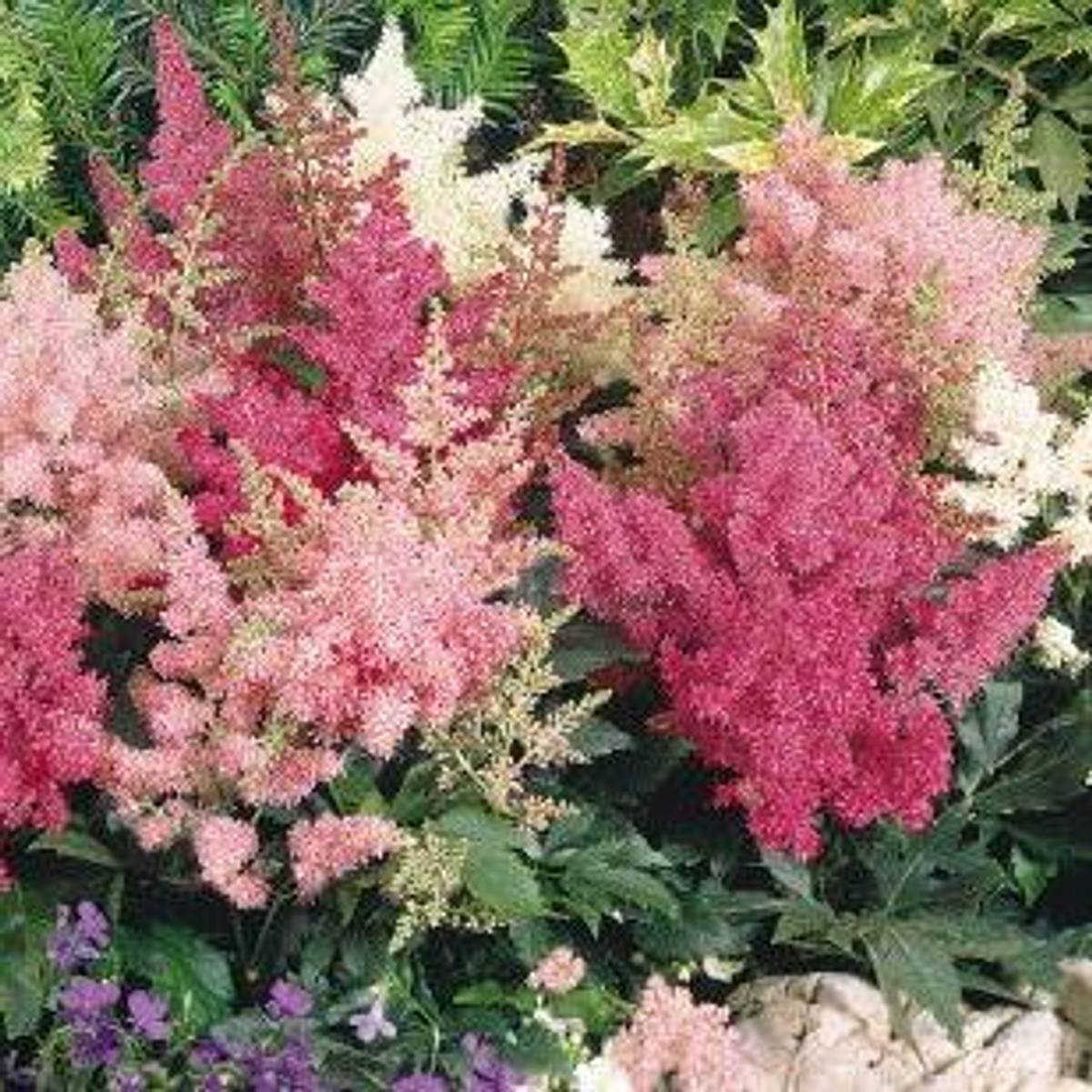 Astilbe Arendsii Astary Mix Fro Botanisk Verden Astilbe Arendsii Astary Mix Fro Botanisk Verden