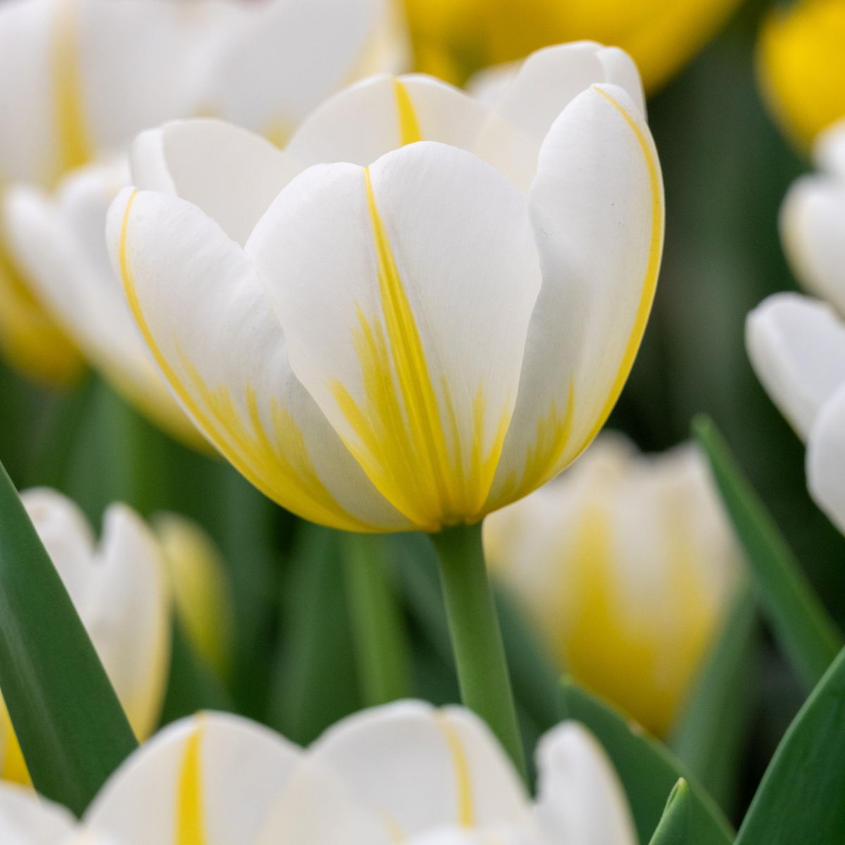 Tulipan Angels Flame - 6 løk