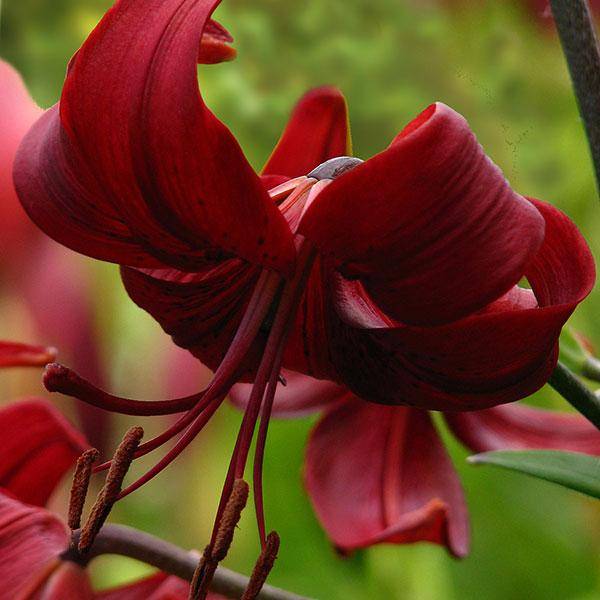 Bilde av Lilje Red Velvet - 3 løk