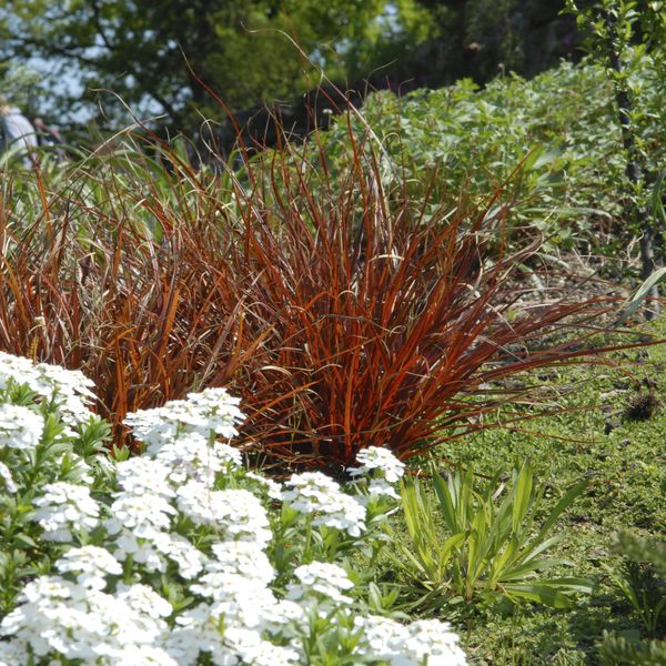 Hovedbilde Carex tenuiculmis Bronzia -Frø- Prydgress
