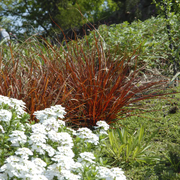 Hovedbilde Carex tenuiculmis Bronzia -Frø- Prydgress
