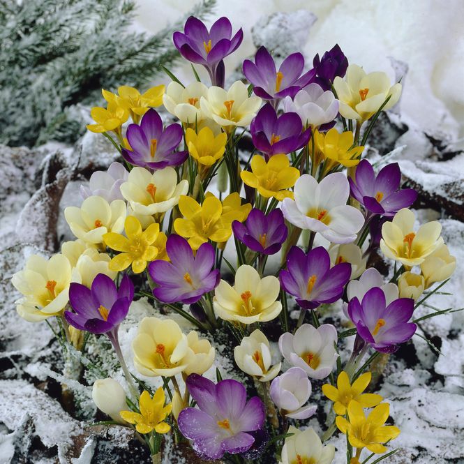 Hovedbilde Krokus Chrysanthus i blanding - 50 knoller 