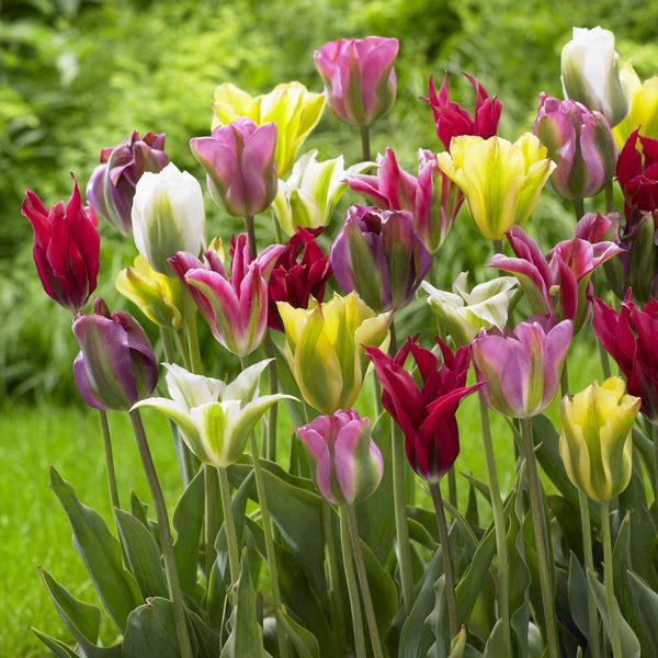 Hovedbilde Grønne tulipaner i blanding - 10 løk