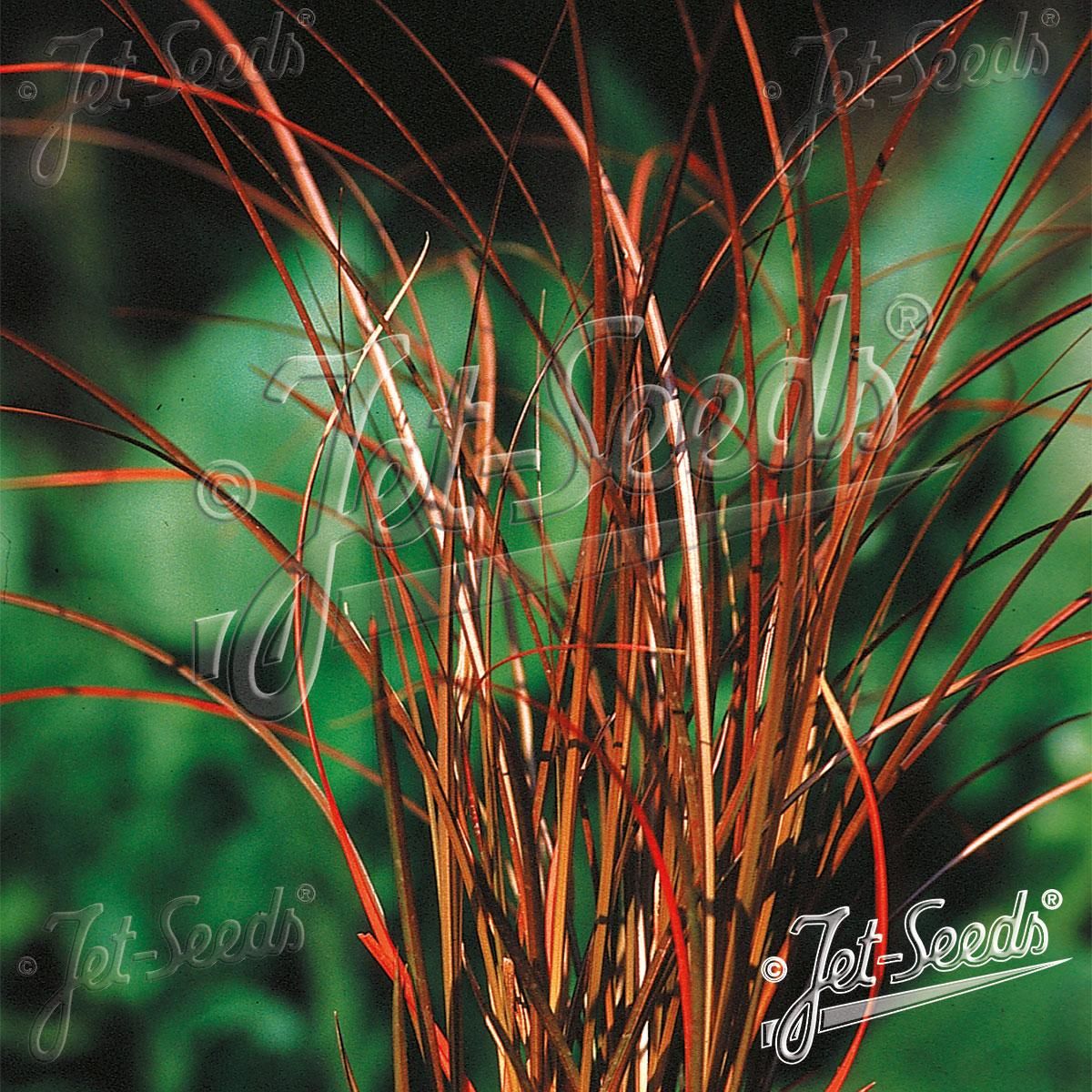 Carex tenuiculmis Bronzia -Frø- Prydgress