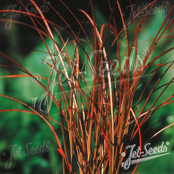 Hovedbilde Carex tenuiculmis Bronzia -Frø- Prydgress