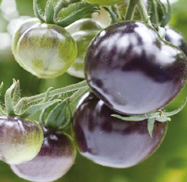 Hovedbilde Tomat Indigo Rose -Frø-