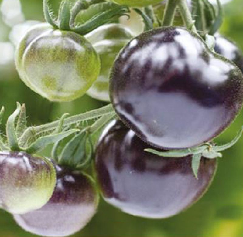 Tomat Indigo Rose -Frø-