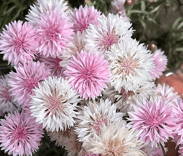 Hovedbilde Centaurea Classic Romantic -Frø- Kornblomst