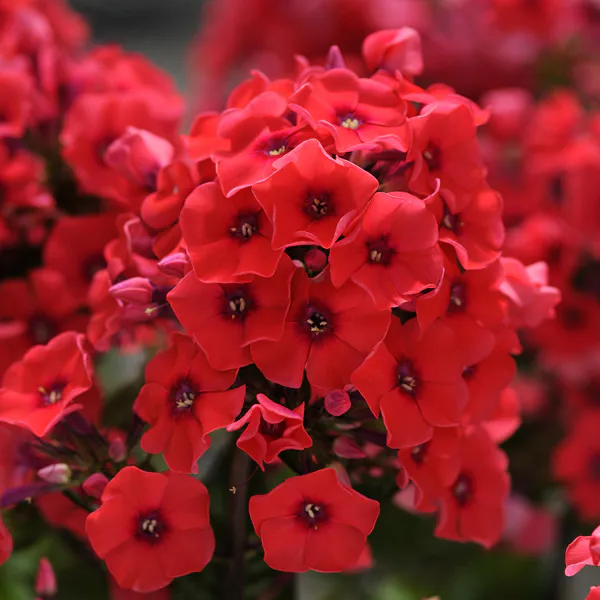 Hovedbilde Phlox paniculate Tequila Sunrise. Høstfloks - 1 ...