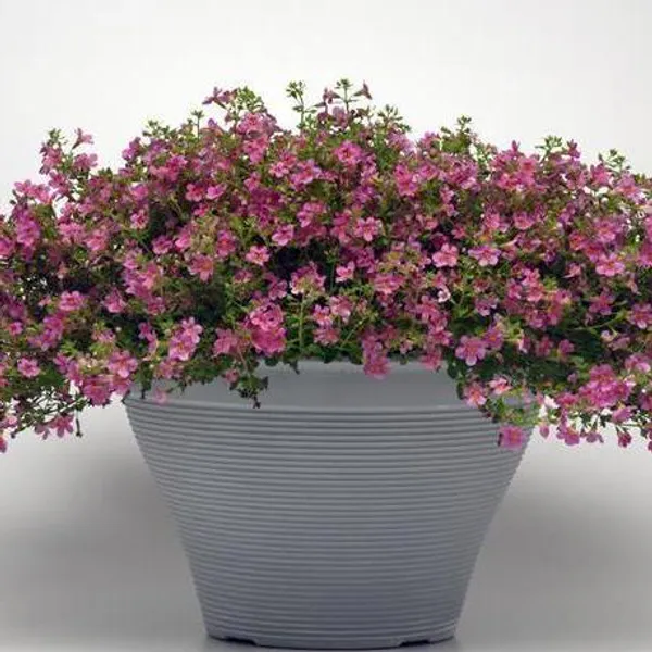 Hovedbilde Bacopa (sutera) cordata Pinktopia -Frø-