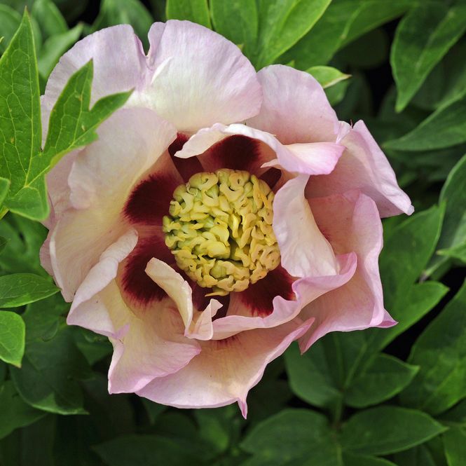 Hovedbilde Paeonia Itoh-hybrid Pastel Splendor. Edelpeon - 1 ...