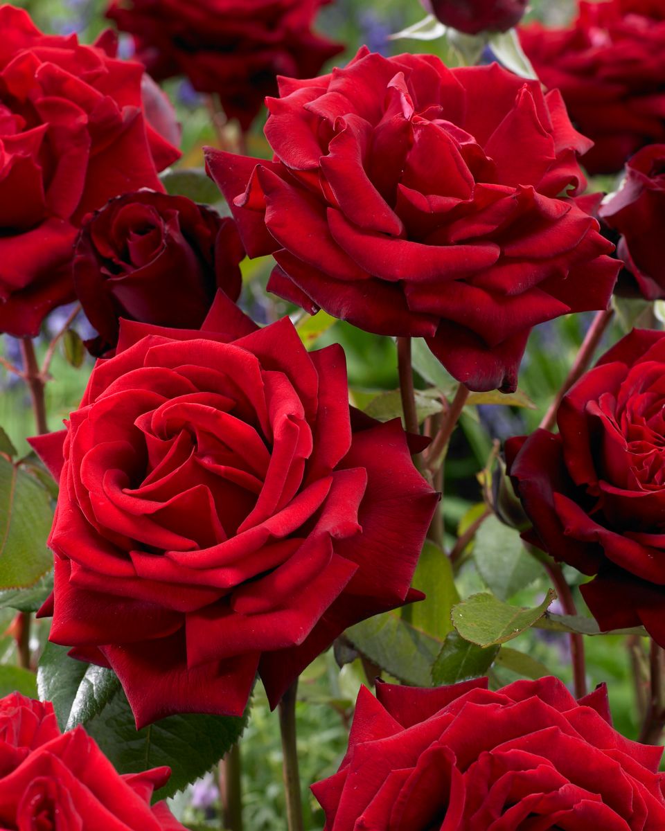 Rose Ingrid Bergman. Stilkrose