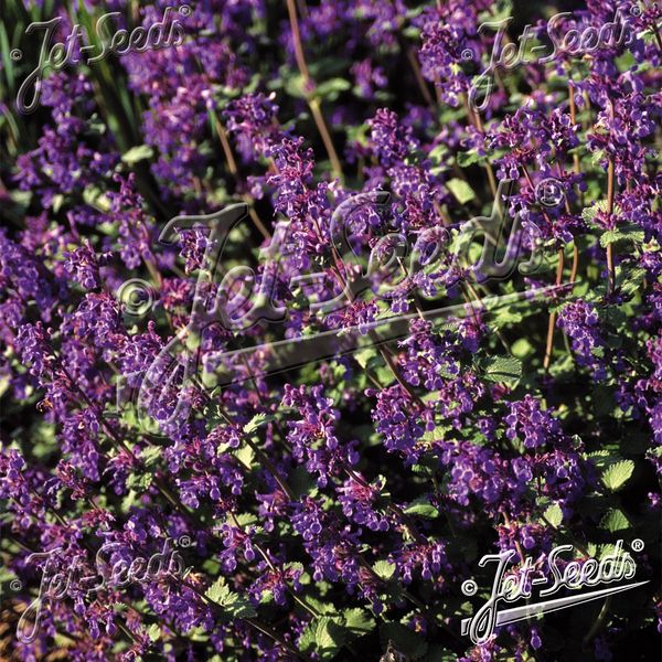 Hovedbilde Nepeta Felix -Frø- Kattemynte