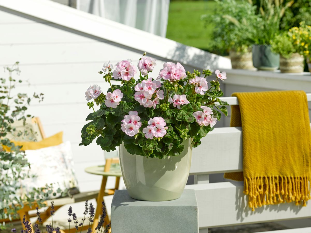 Pelargonium zonale Estelle. 1 plante i 10,5 cm potte