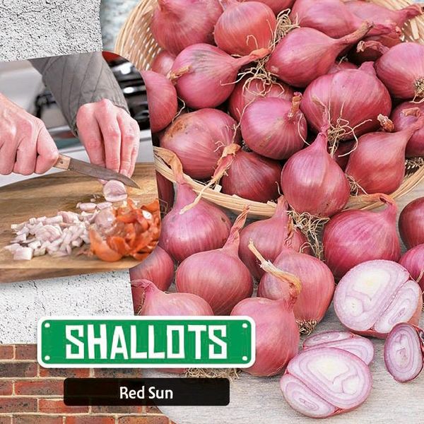 Hovedbilde Løk Red Sun. Sjalottløk