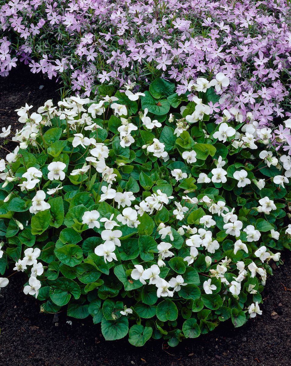 Viola odorata Royal Wedding -Frø-