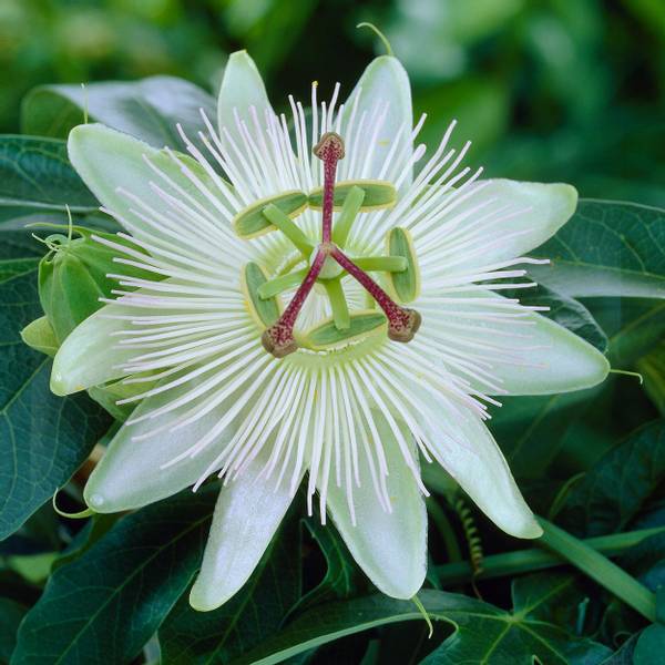Bilde av PASSIFLORA Avalanche. Pasjonsblomst - 1 plante