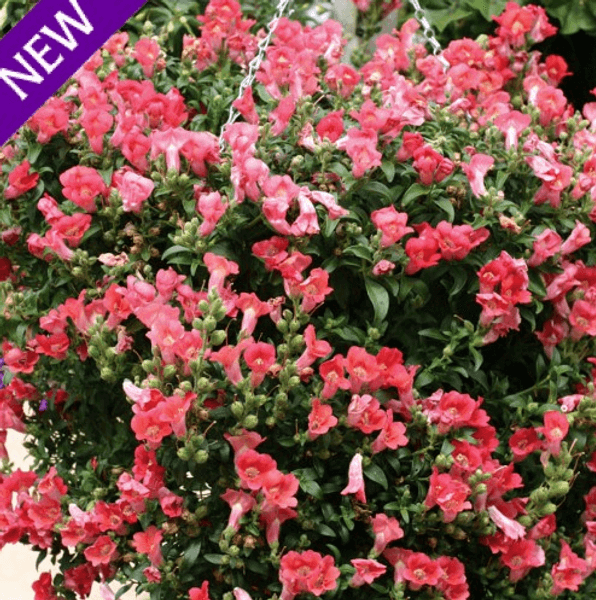Hovedbilde Antirrhinum pendula Magic Lanterns Peach. ...