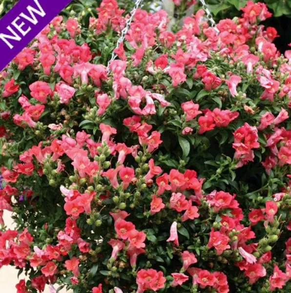 Hovedbilde Antirrhinum pendula Magic Lanterns Peach. ...