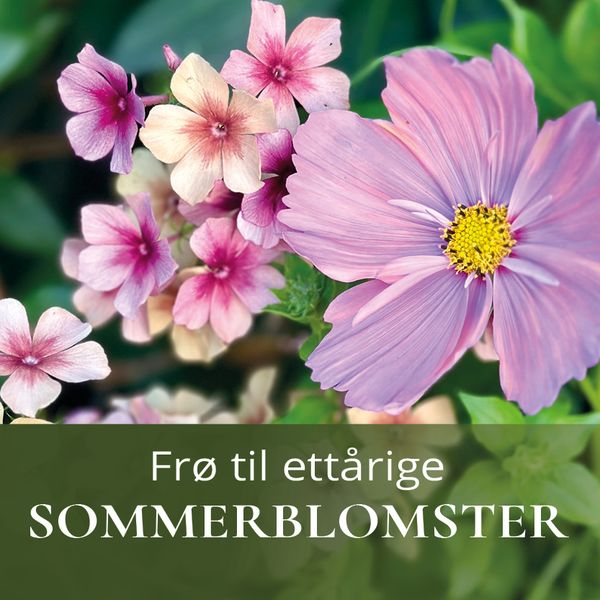 Frø til sommerblomster