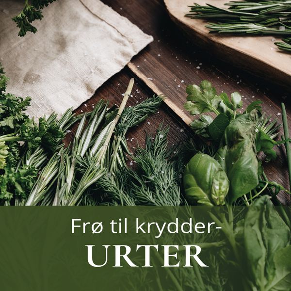 Frø til krydderurter