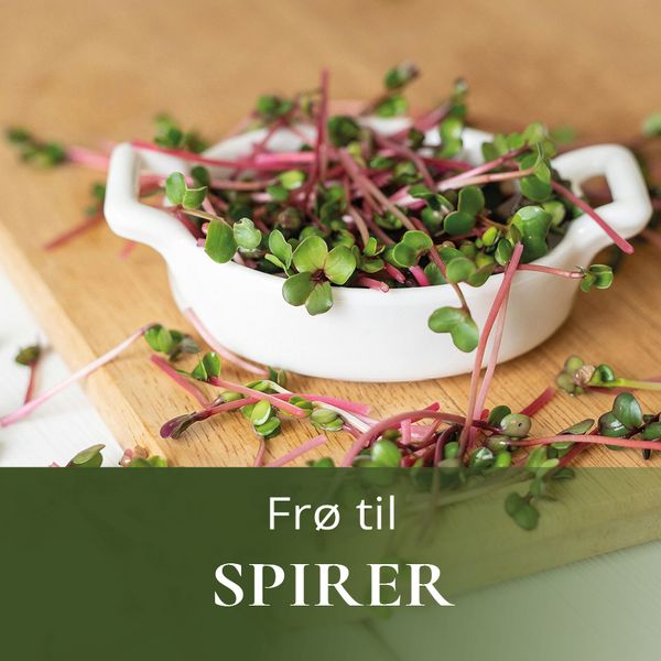Frø til spirer