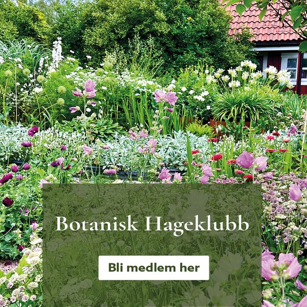 Bli medlem i Botanisk Hageklubb - få 15% rabatt på første ordre