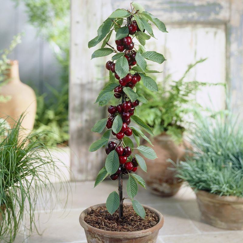 Søylemorelltre Prunus avium Sylvia  - 1 plante i 9 cm potte