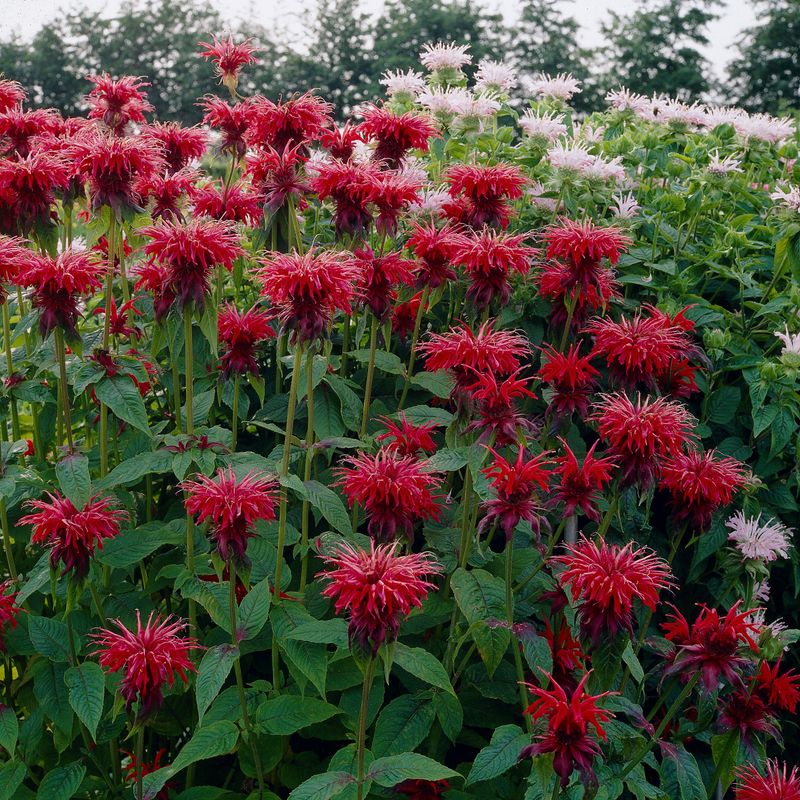 Monarda didyma -Frø- Hestemynte