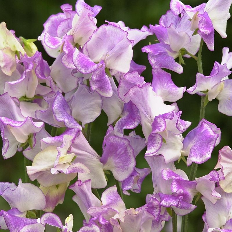 Lathyrus odoratus Spencer Pulsar. Blomsterert - Frø -