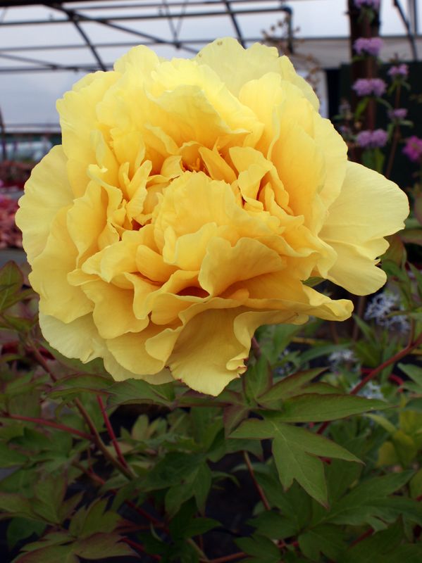 Paeonia Itoh-hybrid Garden Treasure - Edelpeon -1 rot