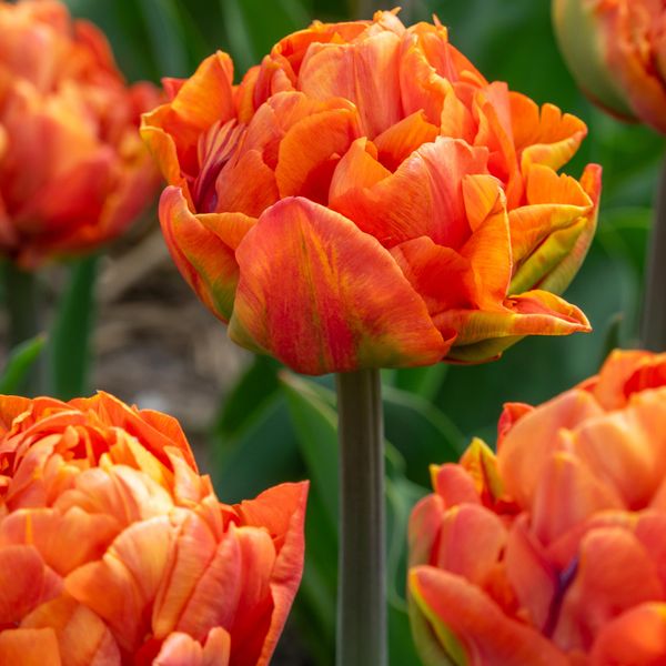 Hovedbilde Tulipan Valdivia -  5 løk