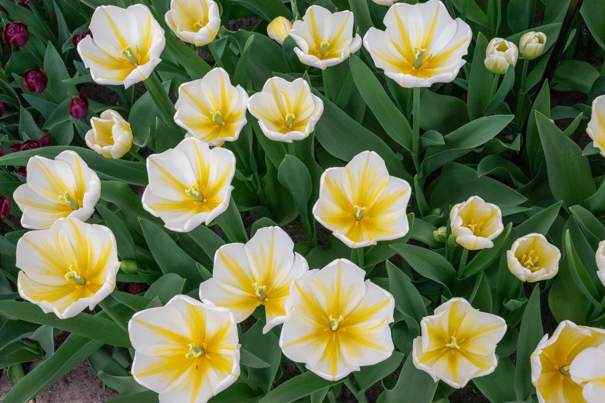 Tulipan Angels Flame - 6 løk