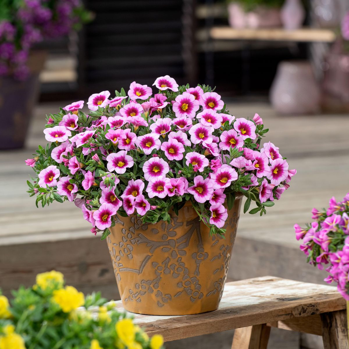 Calibrachoa Light Pink Eye. Mini-Petunia  1 plante i 10,5 cm potte