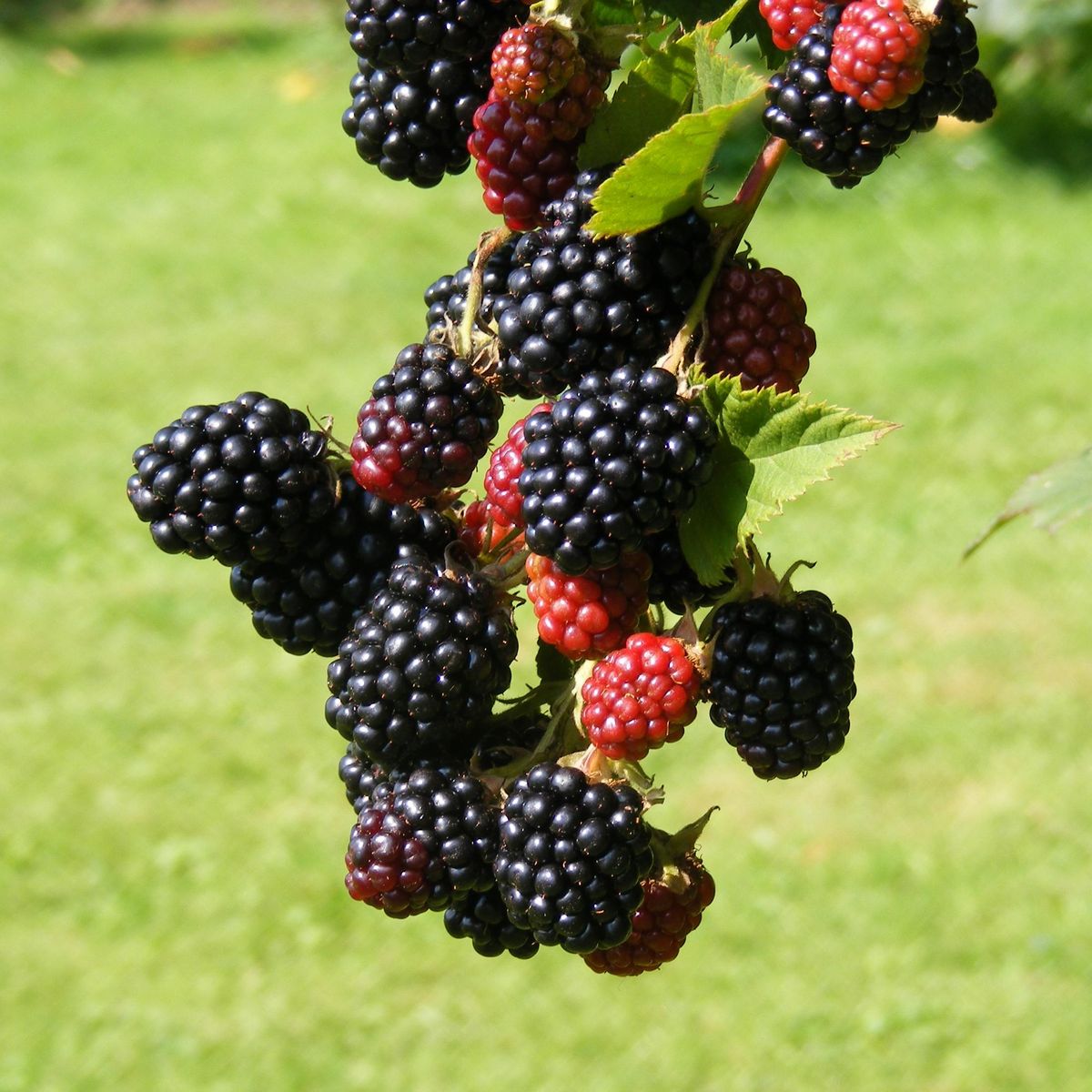 Rubus Bedford Giant. Bjørnebær  1 plante i 2 l potte