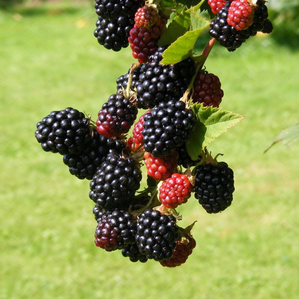 Hovedbilde Rubus fruticosus Thornfree. Bjørnebær  1 plante i ...