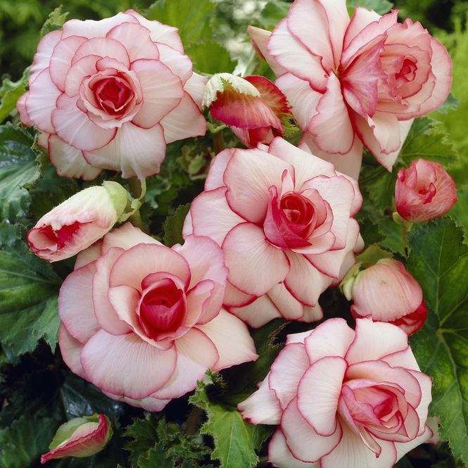Hovedbilde Begonia Picotee White-Red - 3 løk