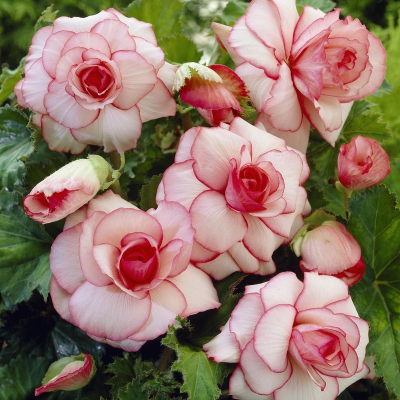 Begonia Picotee White-Red - 3 løk
