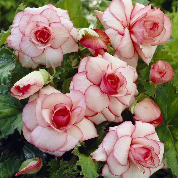 Hovedbilde Begonia Picotee White-Red - 3 løk