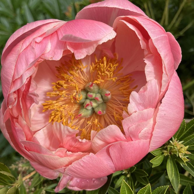 Hovedbilde Paeonia lactiflora double Cytherea. Silkepeon  1 ...