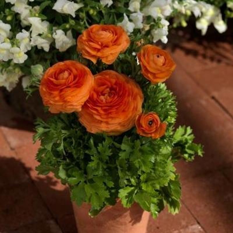 Ranunculus Bloomingdale II Orange Shades -Frø- Ranunkel 