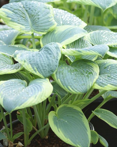 Hovedbilde Hosta Frances Williams - 1 rot 